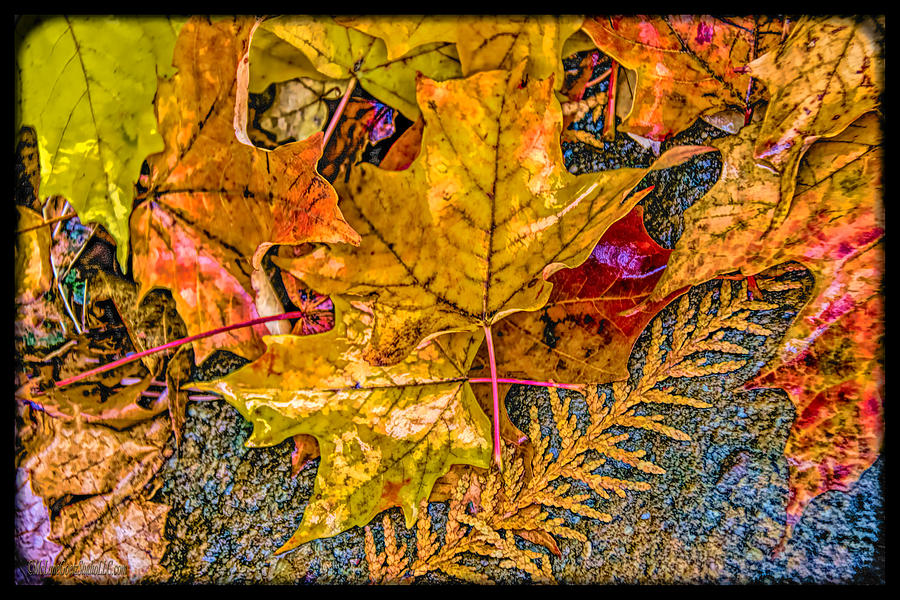Fall Photograph - Rockin Fall Leaves by LeeAnn McLaneGoetz McLaneGoetzStudioLLCcom