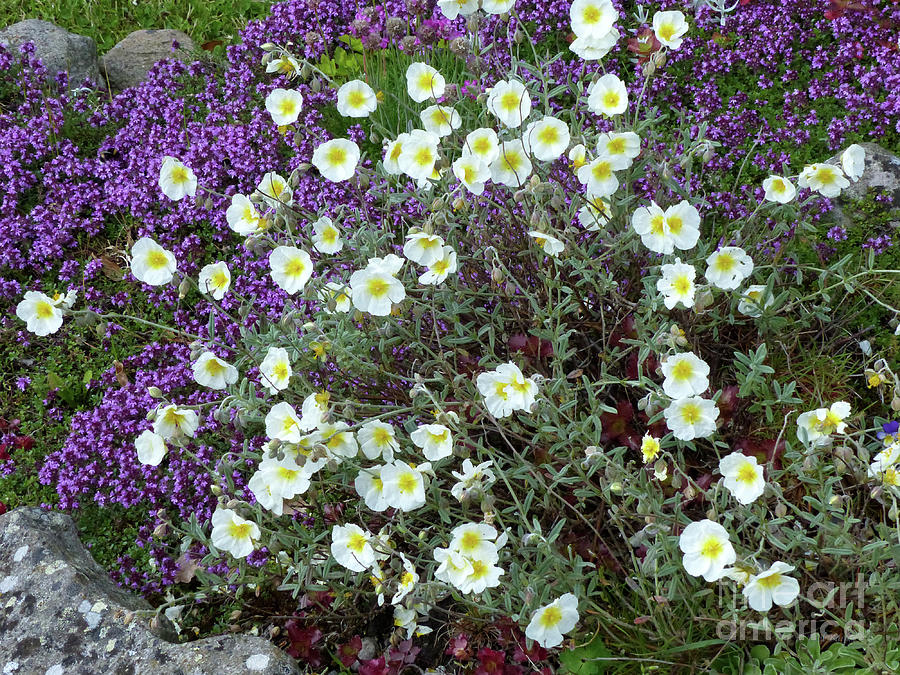 Rockrose and Thyme Photograph by Phil Banks