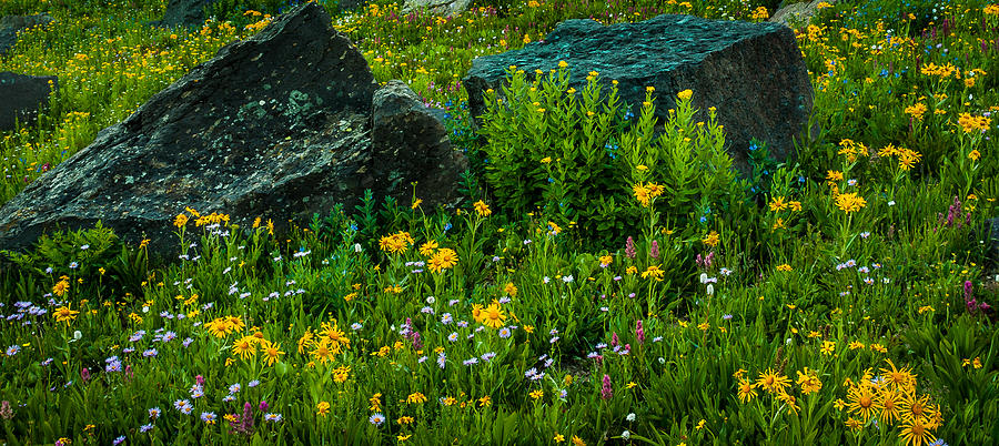 Rocks Among the Flowers Photograph by Jay Stockhaus