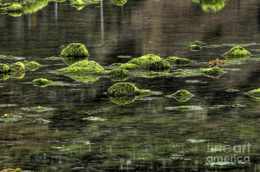 Rocks and algae Photograph by Marc Bittan