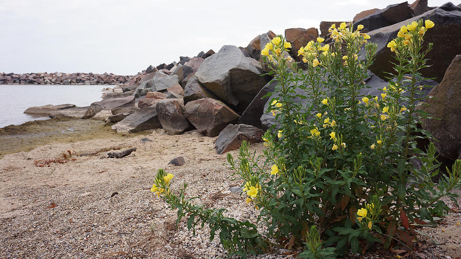Rocks and flowers Photograph by Brooke Bowdren