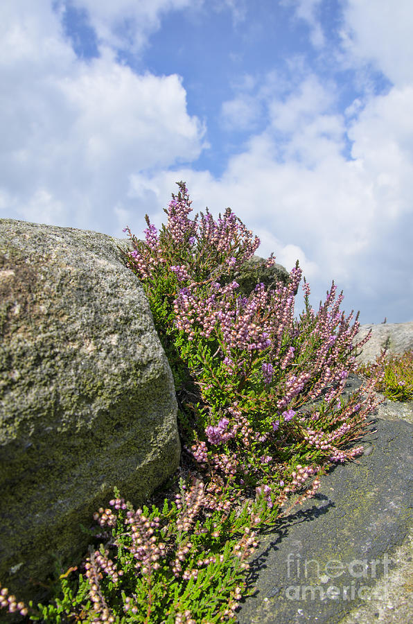 Rocks and heather Photograph by Steev Stamford