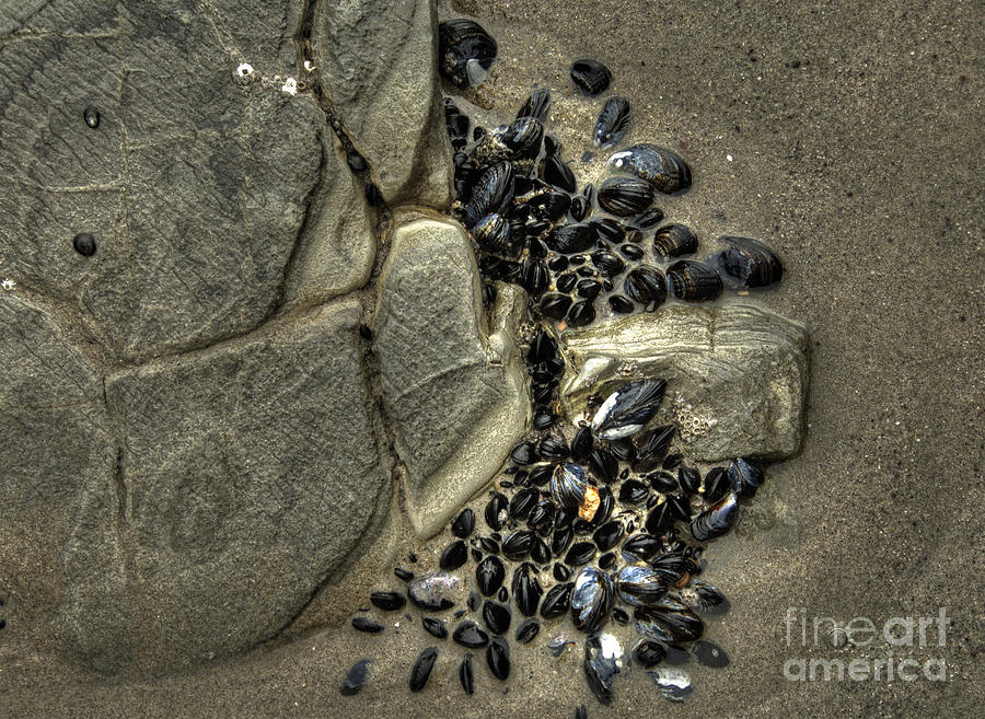 Rocks and Shells Photograph by Marc Bittan