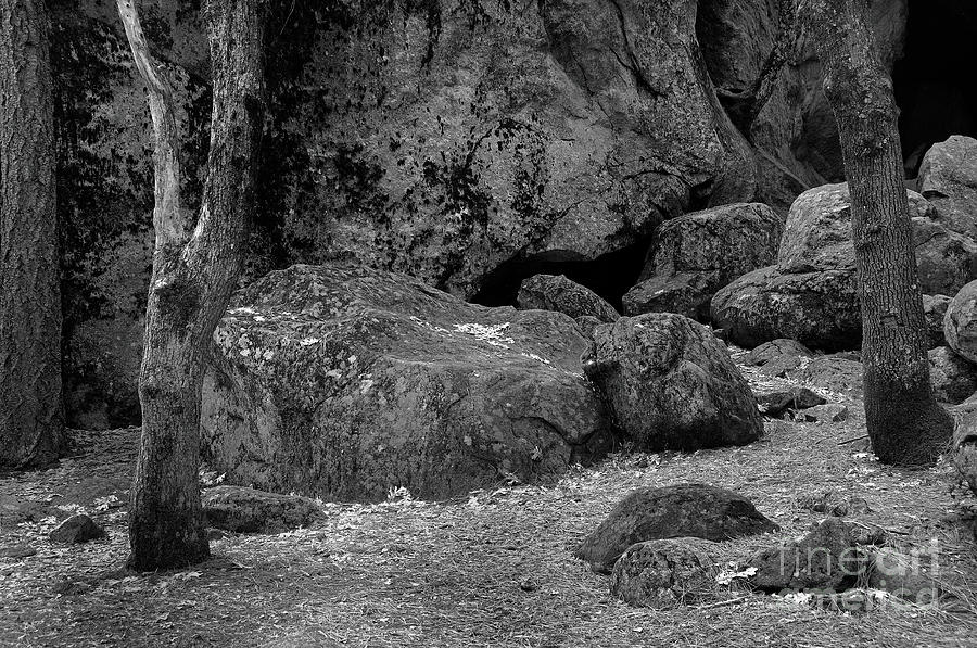 Rocks and Trees Photograph by Marc Bittan