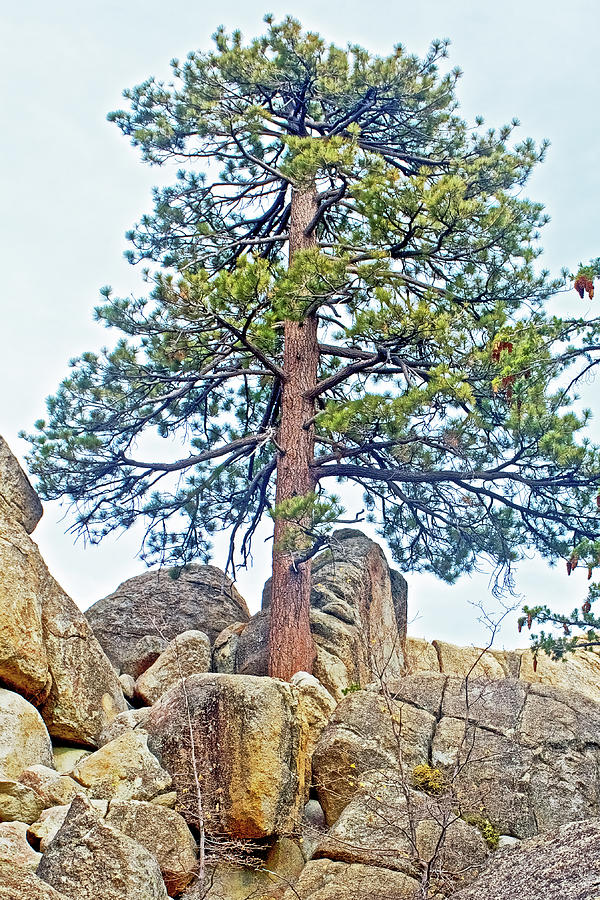 Rocks Holding Up a Tree on Castle Rock Trail near Big Bear Lake, California Photograph by Ruth Hager