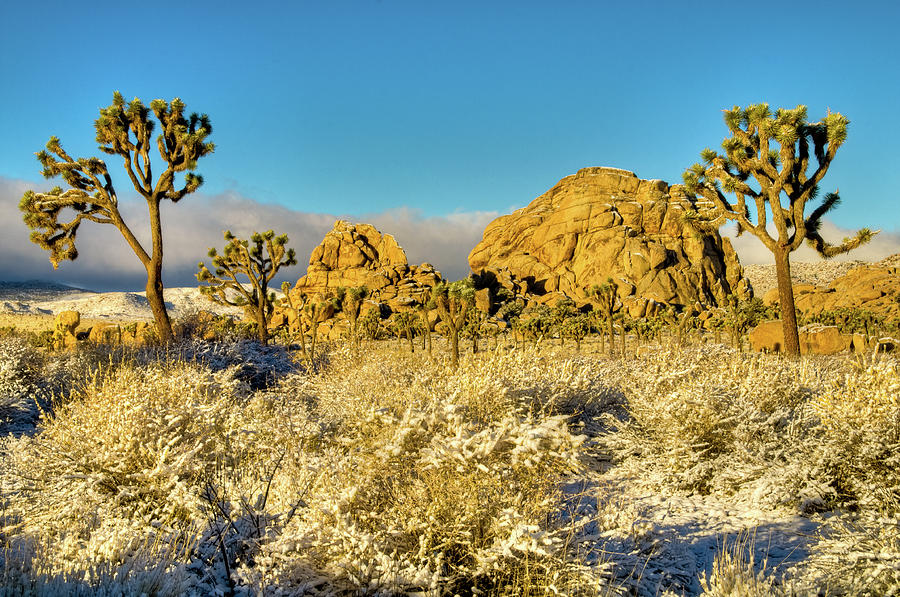 Rocks Joshua Trees in Snow Photograph by Connie Cooper-Edwards