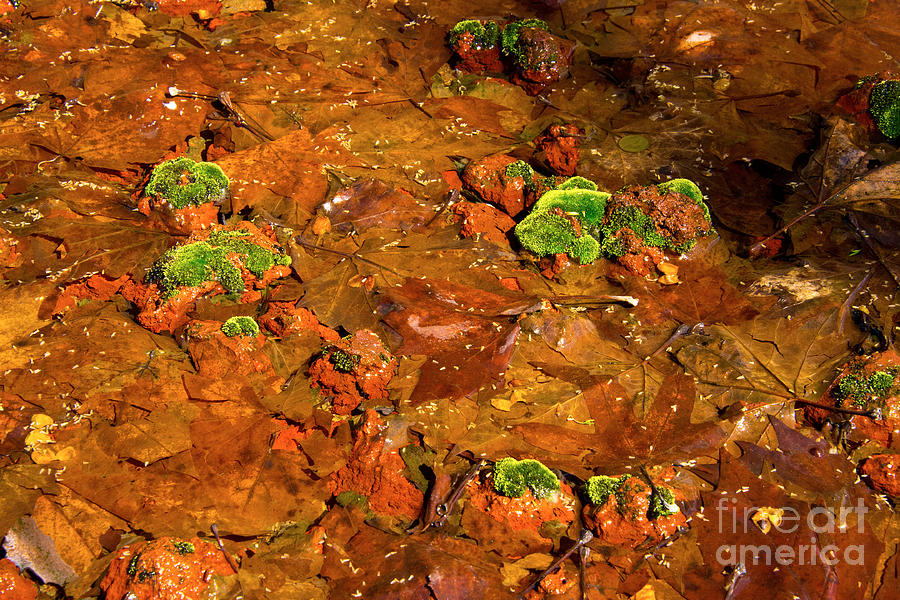 Rocks, Leaves, Moss and Water Photograph by Peter Kneen