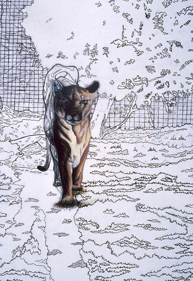 Rocky Catamount Drawing by Beth Parrish