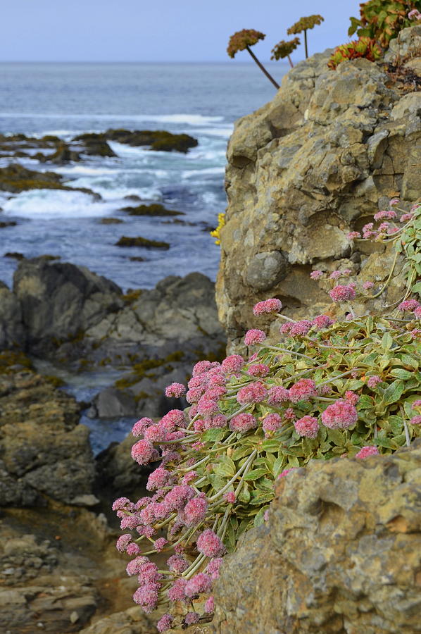 Rocky Cliff on California Coast Photograph by Carla Parris