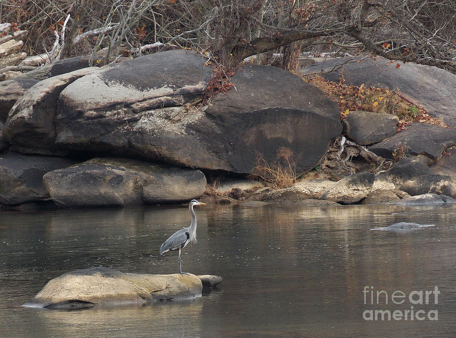 Rocky Haven Heron Photograph by Skip Willits