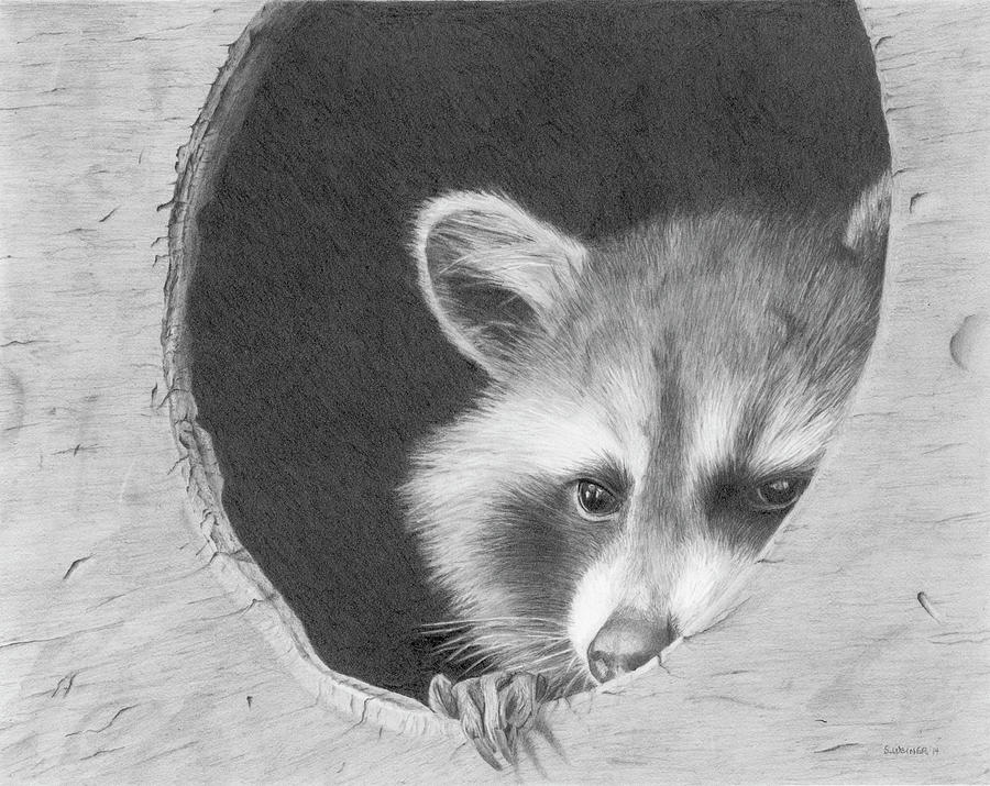 Rocky in Hiding Drawing by Sandra Weiner Fine Art America