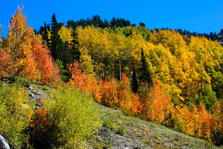 Rocky Mountain Autumn Photograph by Tikvahs Hope