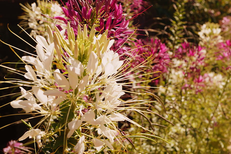 Rocky Mountain Bee Plant Photograph