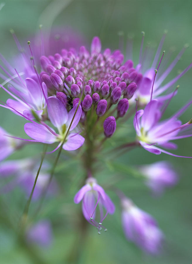Rocky Mountain Bee Plant Cleome Photograph by Tim Fitzharris