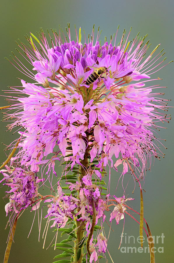 Rocky Mountain Beeplant Cleome Serrulata And Honey Bee Photograph by Dave Welling