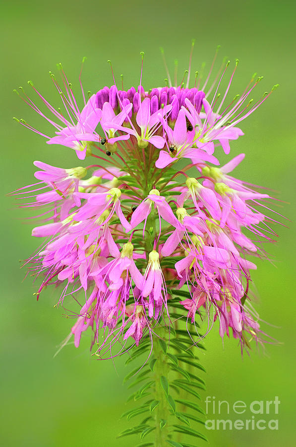Rocky Mountain Beeplant Wildflower Cleome Serrulata Wi Photograph by Dave Welling