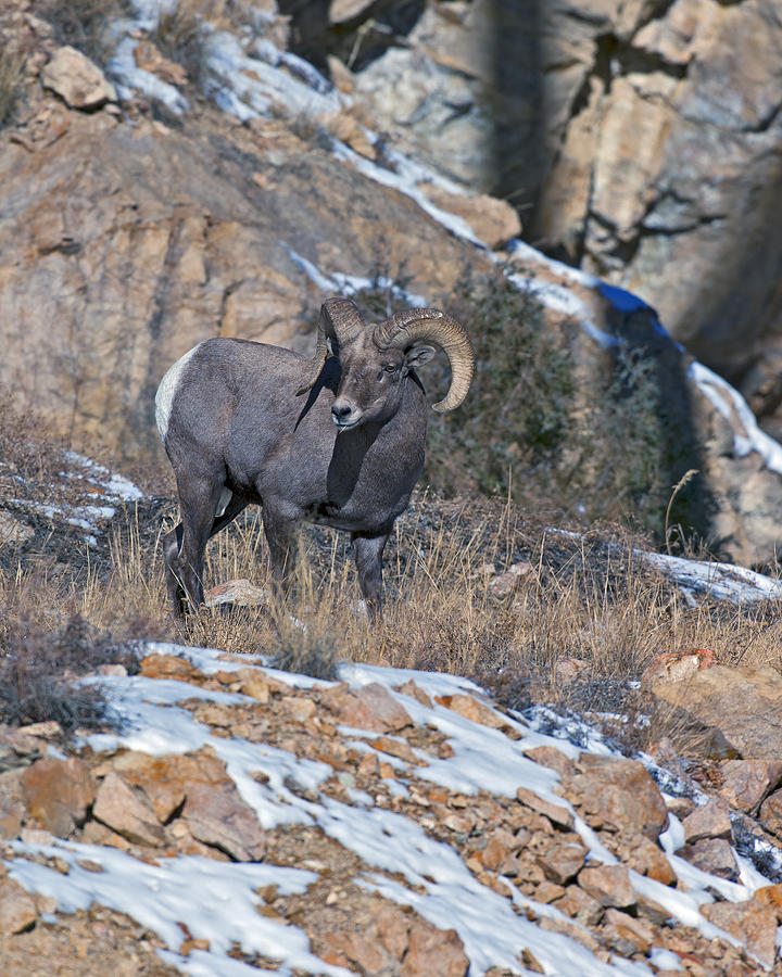 Rocky Mountain Big Horn Ram  Photograph by Gary Langley