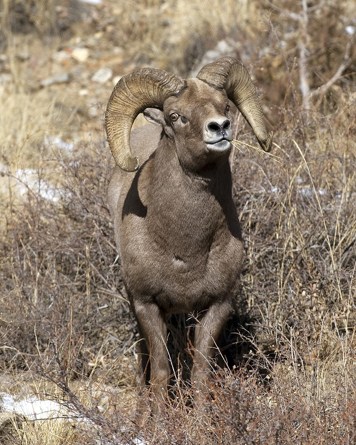 Rocky Mountain Big Horn sheep Photograph by Gary Langley
