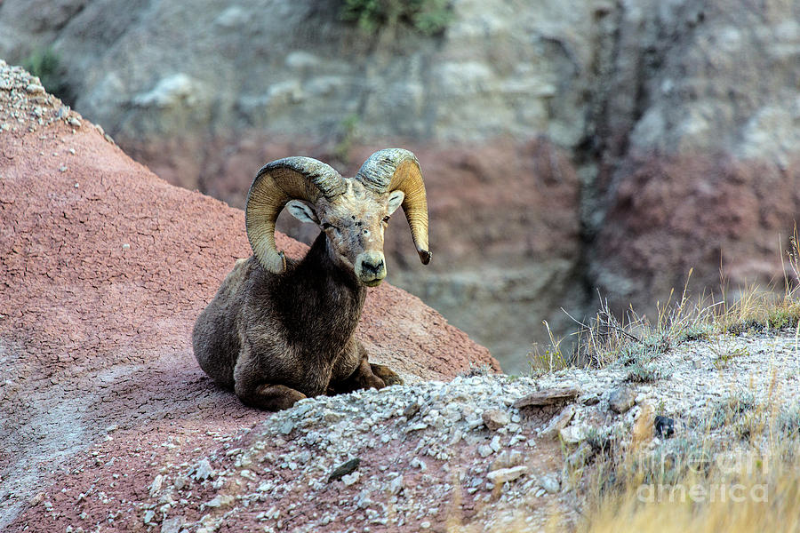 Rocky Mountain Bighorn Ram Photograph by Rodney Cammauf