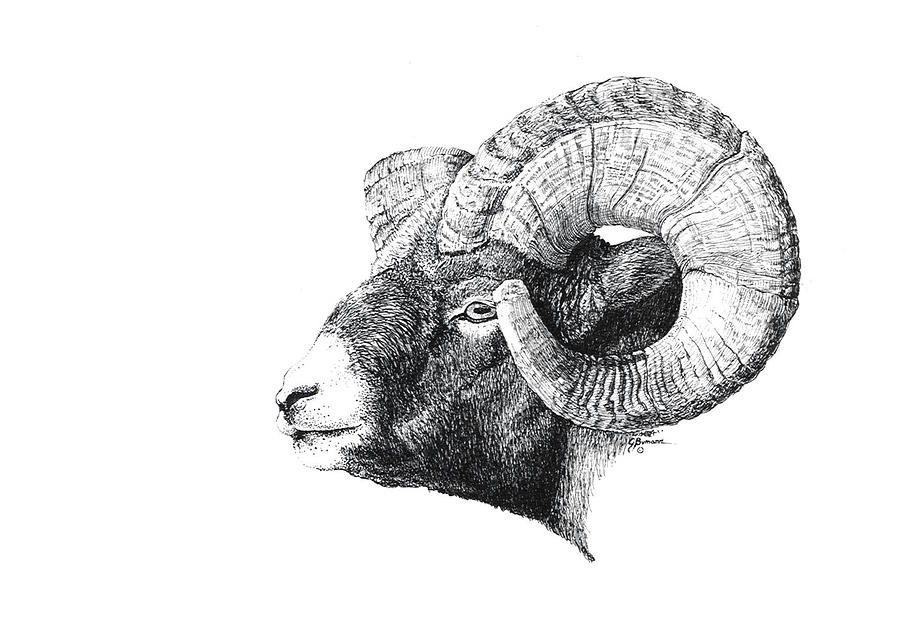 Rocky Mountain Bighorn Sheep Drawing by Bumann
