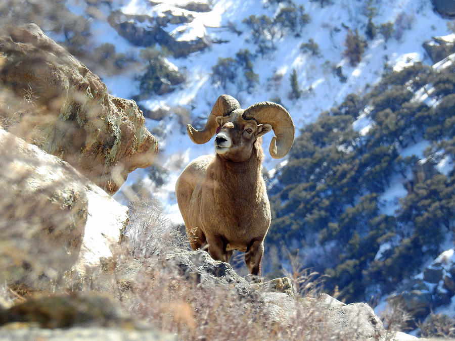 Rocky Mountain Big Horn Sheep HooDoo Wallpaper