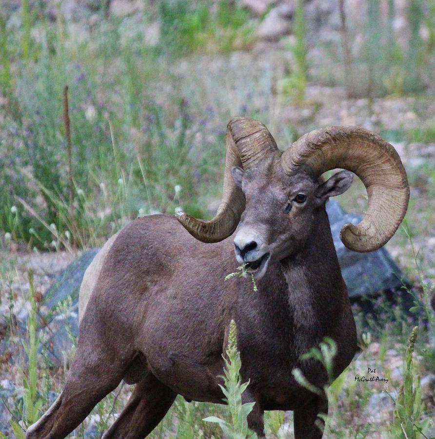 Bighorn Sheep Photograph - Rocky Mountain Bighorn Sheep by Pat McGrath Avery Bighorn Sheep Photograph - Rocky Mountain Bighorn Sheep by Pat McGrath Avery