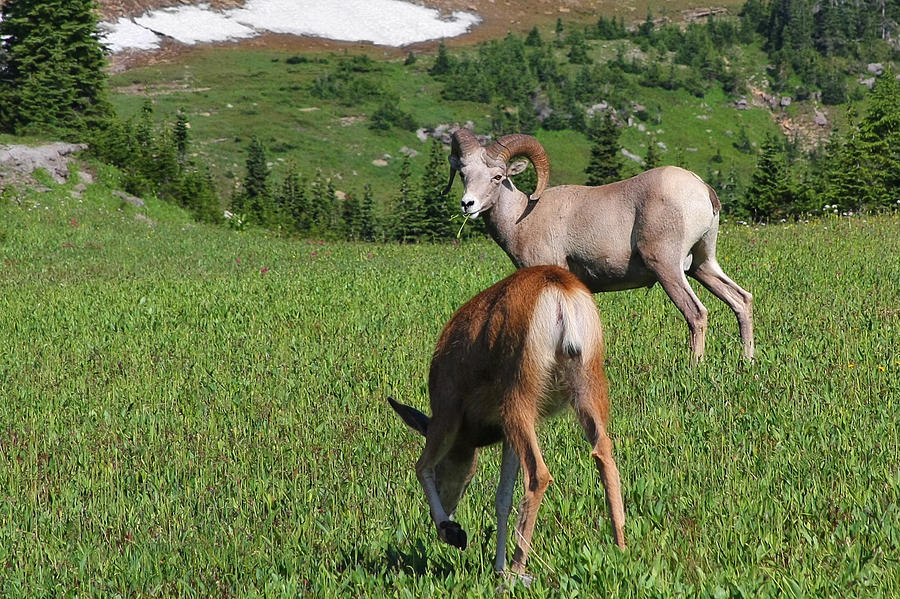 Rocky mountain bighorn sheep ram and mule deer doe Glacier National Park MT Photograph by Alexandra Till