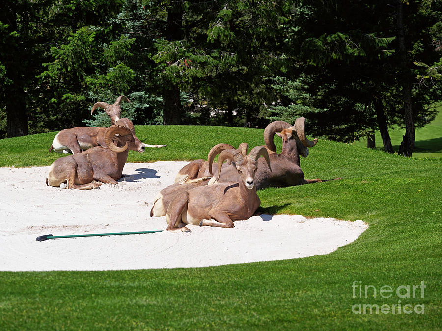 Rocky Mountain Bighorn sheep rest on a golf course Photograph by Louise Heusinkveld