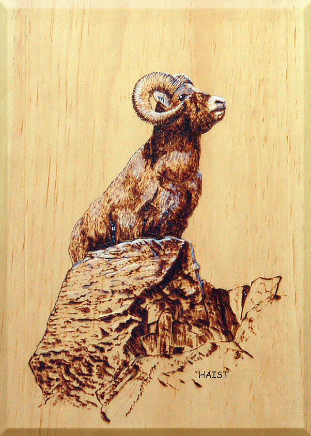Rocky Mountain Bighorn Sheep Pyrography by Ron Haist