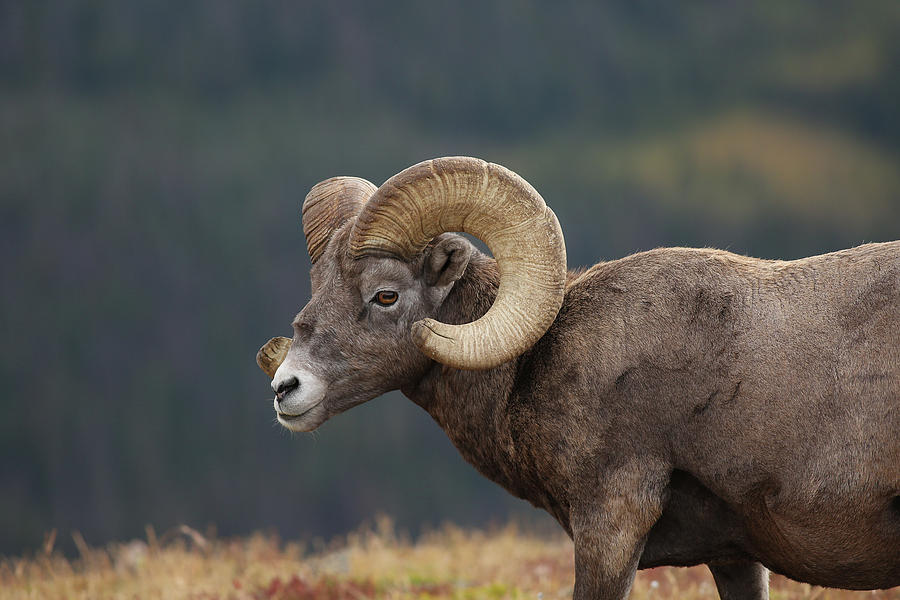 Rocky Mountain Bighorn Photograph by Zach Rockvam - Fine Art America