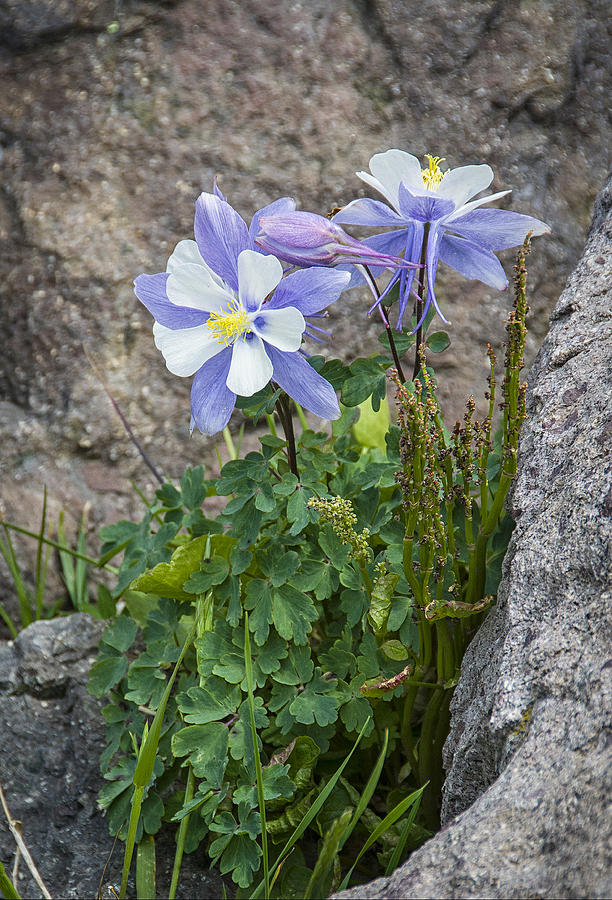 Wildflowers Photograph - Rocky Mountain Blue Columbine by Alan Toepfer