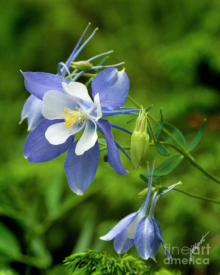 Wild Flower Photograph - Rocky Mountain Blue Columbine by Bon and Jim Fillpot