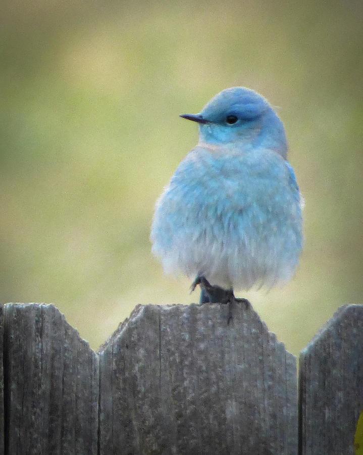 Rocky Mountain Bluebird On The Fence Photograph