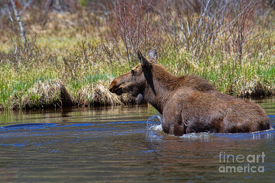 Moose Photograph - Rocky Mountain Bubble Bath by Jim Garrison