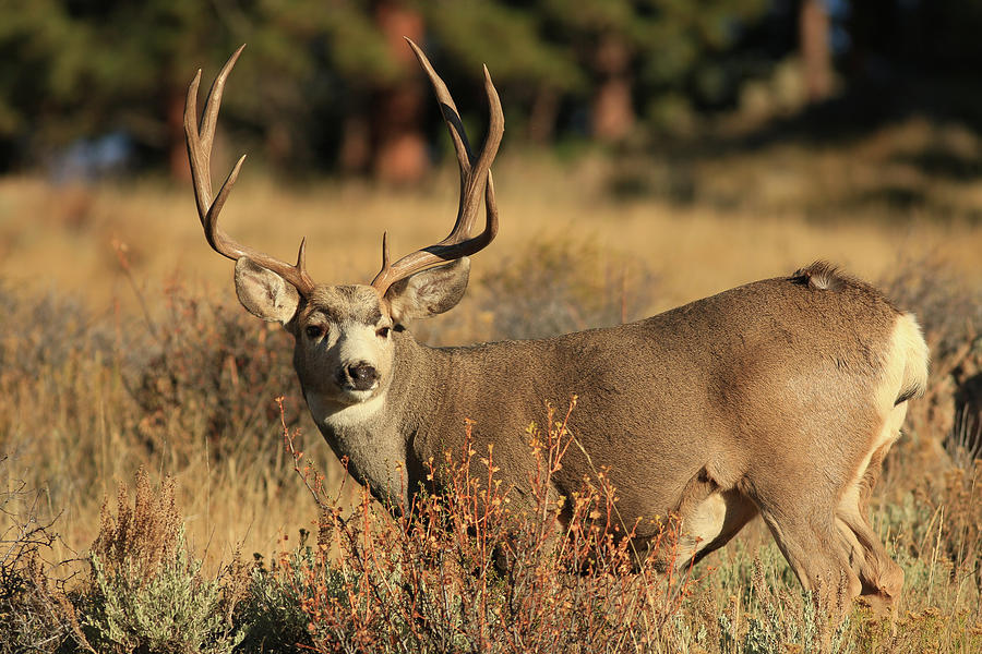 Rocky Mountain Buck Photograph by Zach Rockvam - Fine Art America