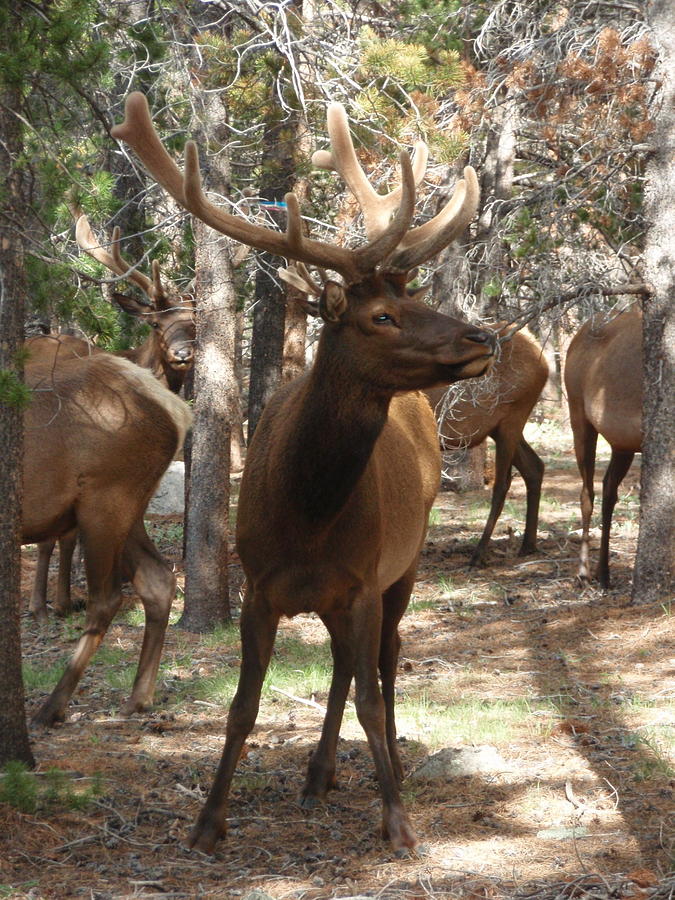 Rocky Mountain Bull Elk Photograph by Dennis Boyd