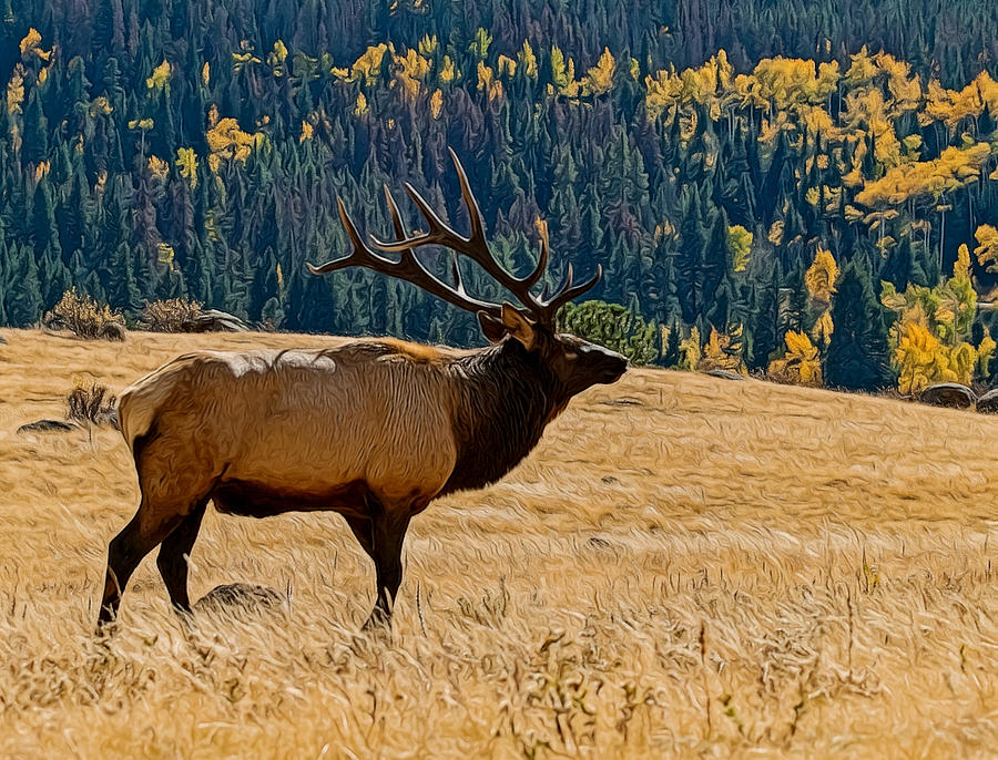 Rocky Mountain Bull Elk Digital Art by Ernest Echols