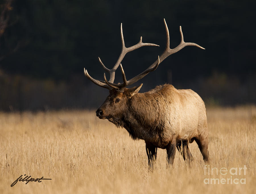 Rocky Mountain National Park Photograph - Rocky Mountain Bull Elk by Bon and Jim Fillpot