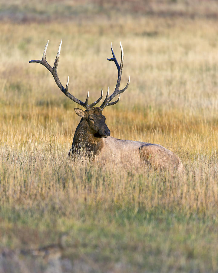 Rocky Mountain Bull Elk laying down Photograph by Gary Langley