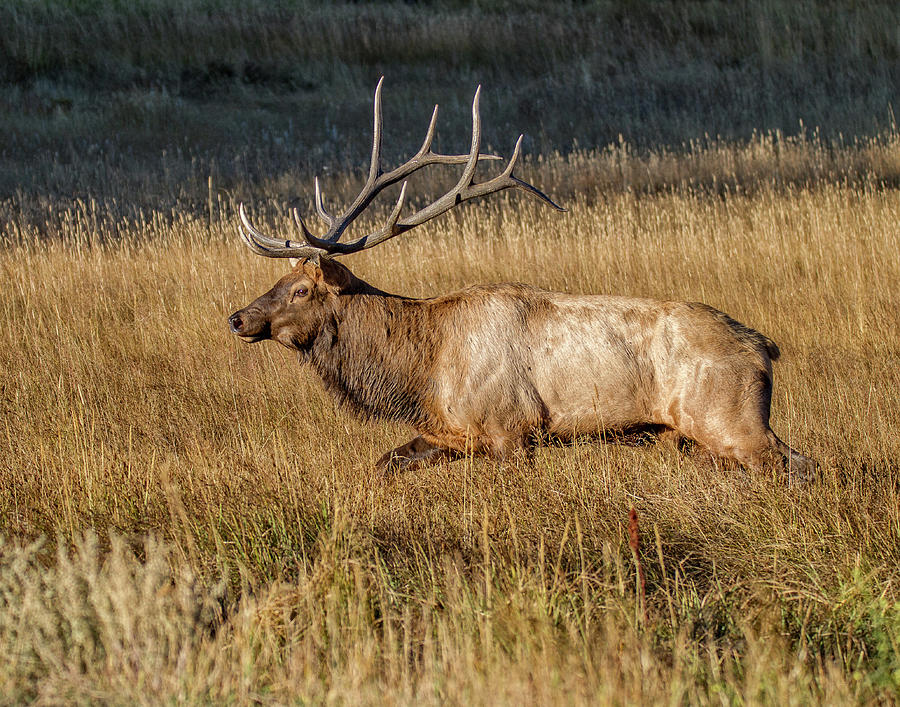 Rocky Mountain Bull Elk Photograph by Ronald Lutz