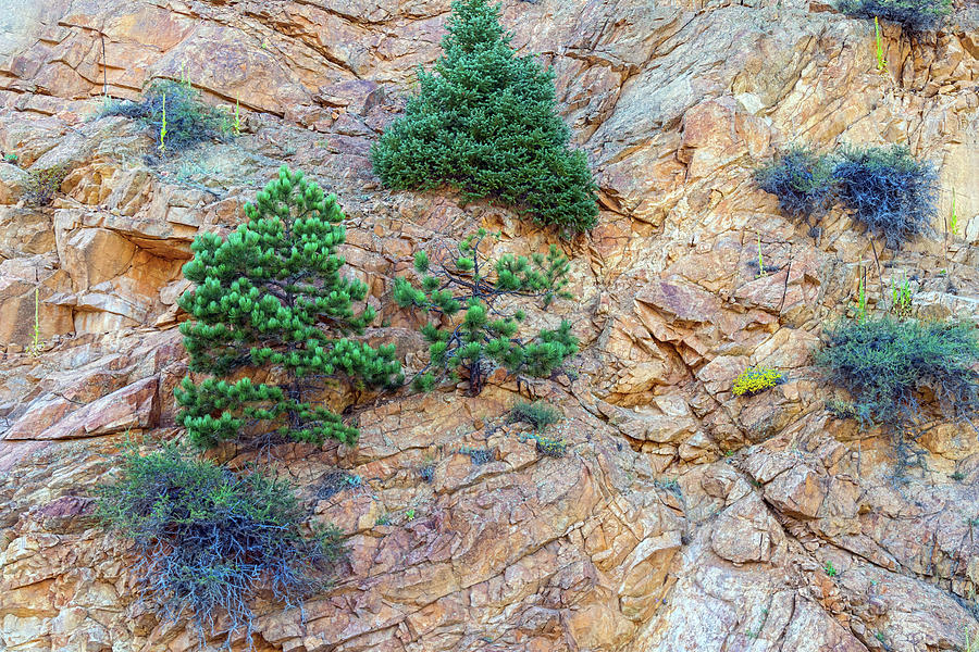Rocky Mountain Canyon Wall  Trees and Color Photograph by James BO Insogna