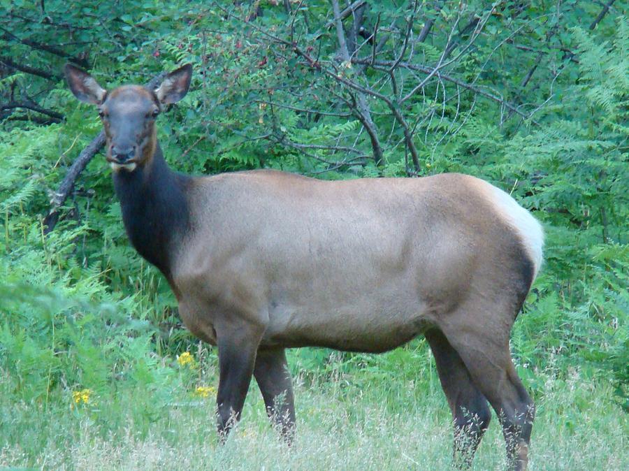 rocky mountain elk cow