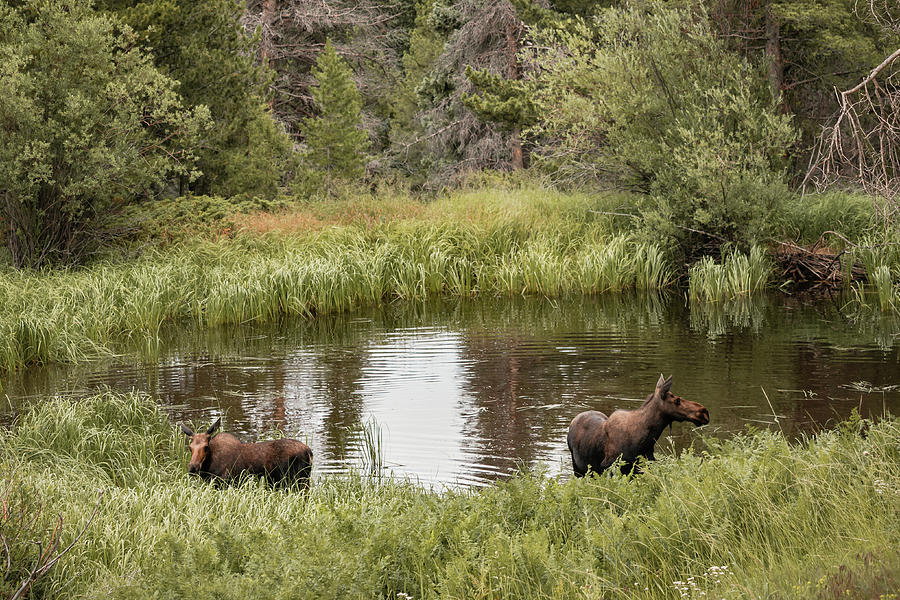 Wildlife Photograph - Rocky Mountain Wildlife - Cow Moose - Colorado Wildlife by Gregory Ballos