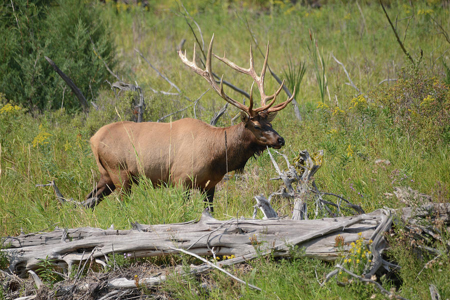 Rocky Mountain Elk 2 Photograph by Whispering Peaks Photography