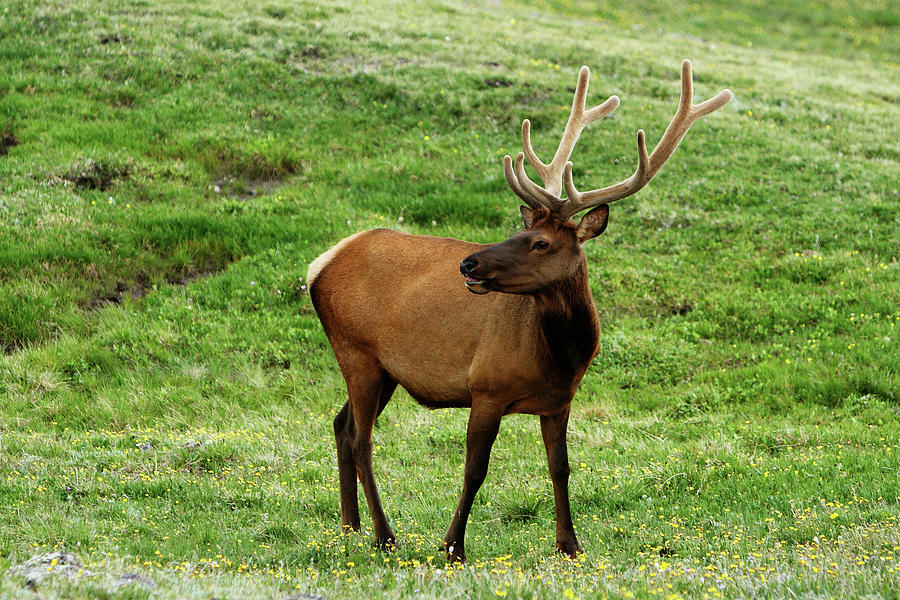 Rocky Mountain Elk 3 Photograph by Marie Leslie