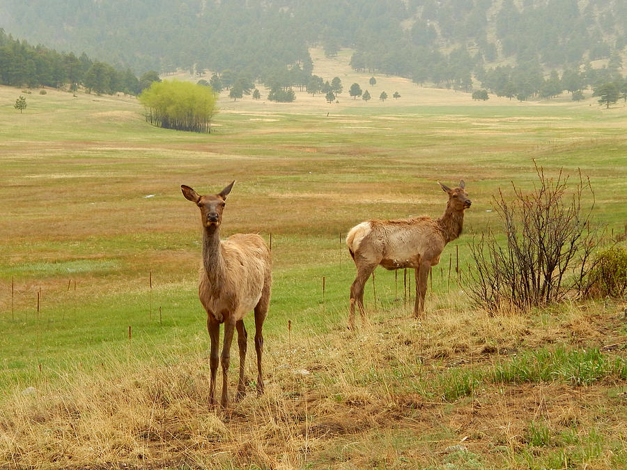 Rocky Mountain Elk Photograph by Dan Miller