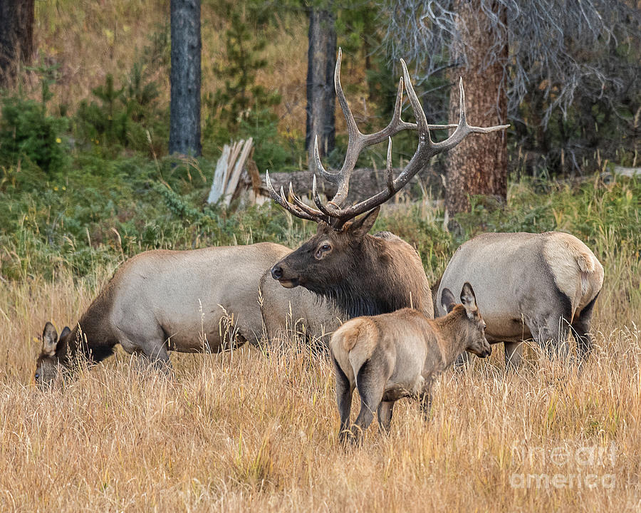 Rocky Mountain Elk Photograph by Dennis Hammer