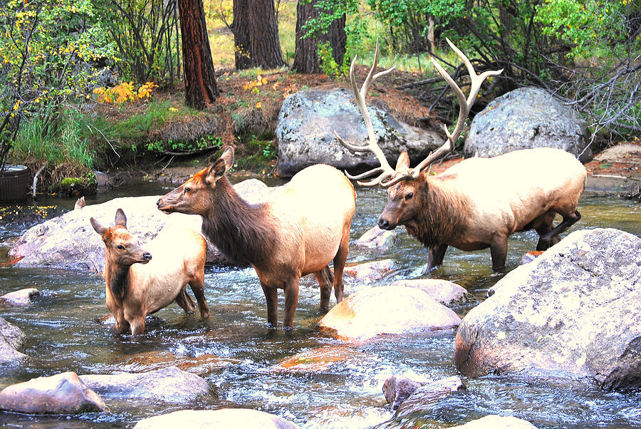 Rocky Mountain Elk Family Photograph by Rupert Chambers