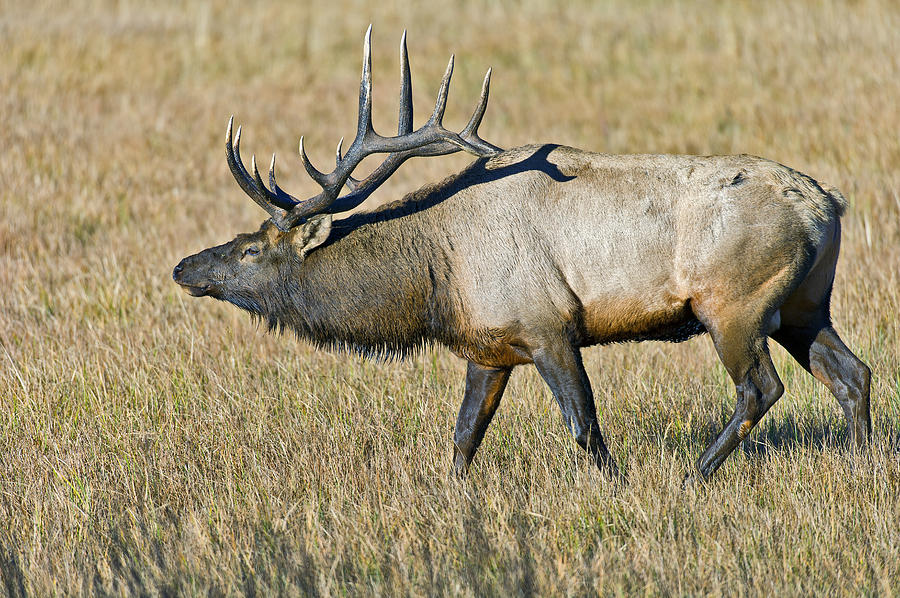 Rocky Mountain Elk Photograph by Gary Langley