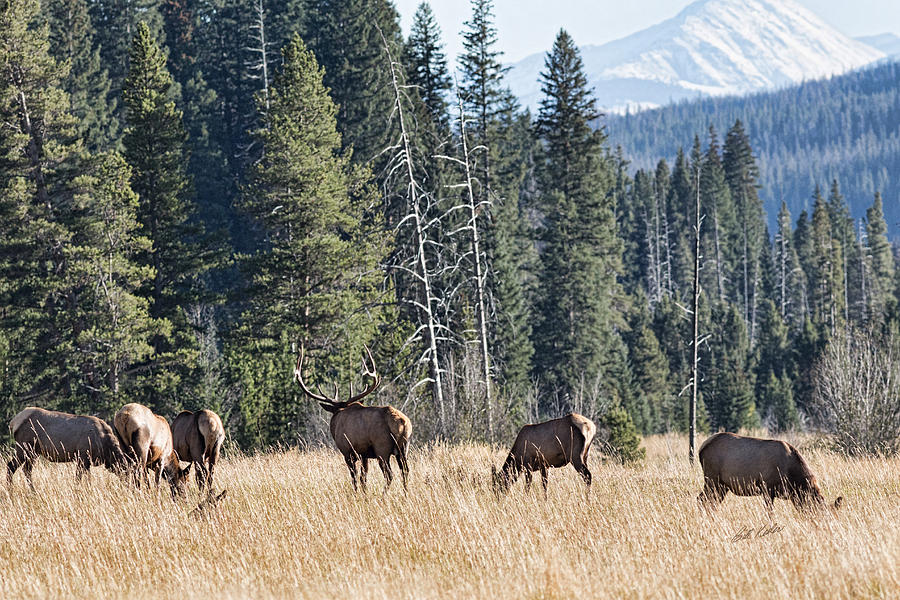 Rocky Mountain Elk Herd Photograph by Bill Kesler